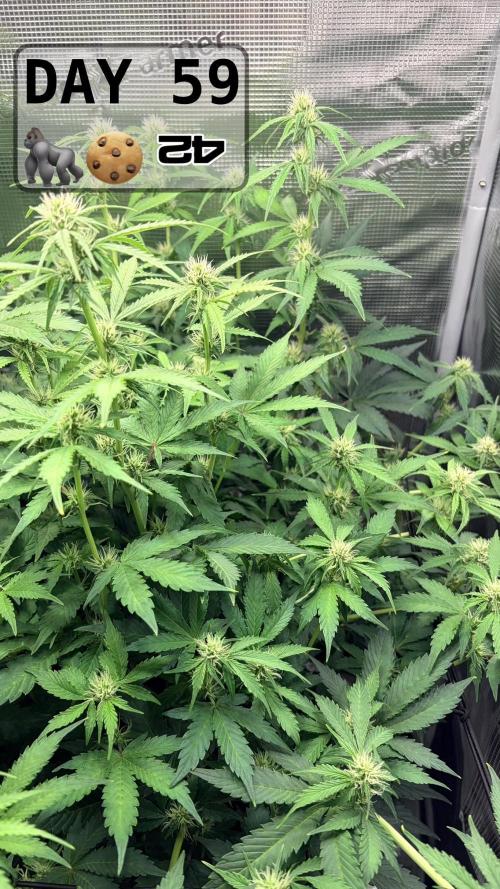 Gorilla Cookies Auto - First grow. Week 8