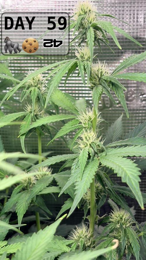 Gorilla Cookies Auto - First grow. Week 8
