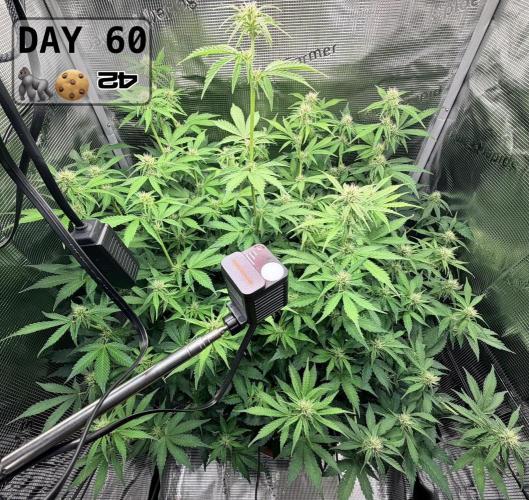 Gorilla Cookies Auto - First grow. Week 8