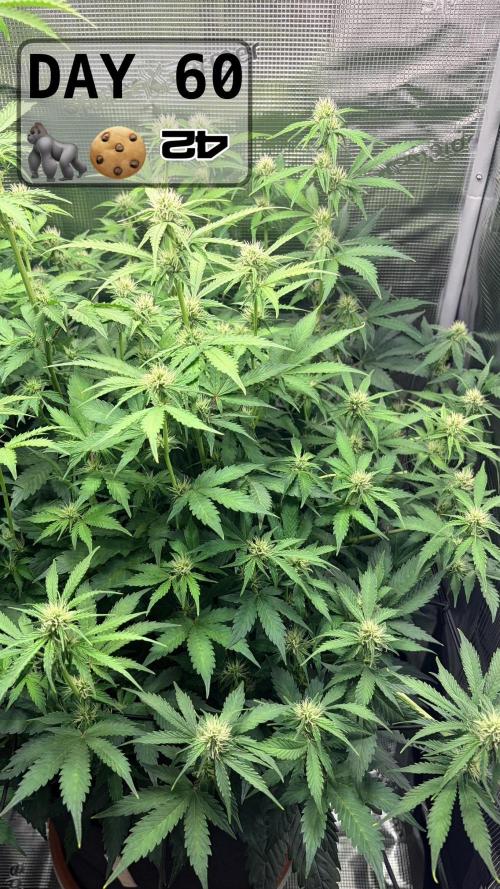 Gorilla Cookies Auto - First grow. Week 8