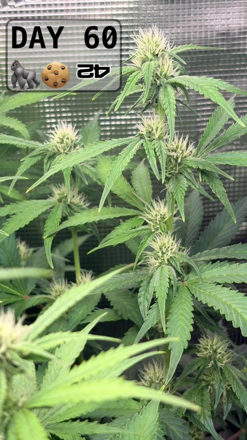 Gorilla Cookies Auto - First grow. Week 8