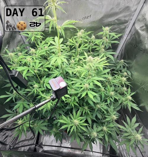 Gorilla Cookies Auto - First grow. Week 8