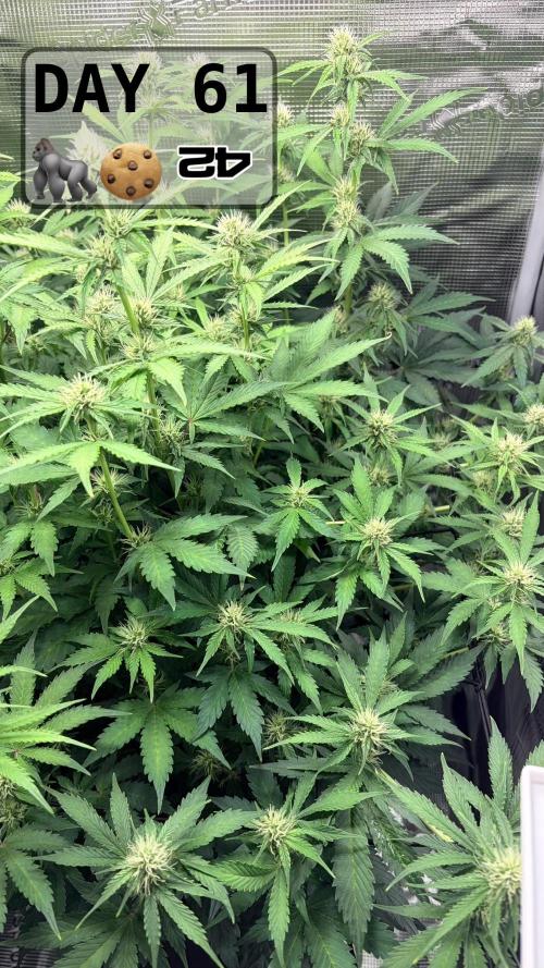 Gorilla Cookies Auto - First grow. Week 8