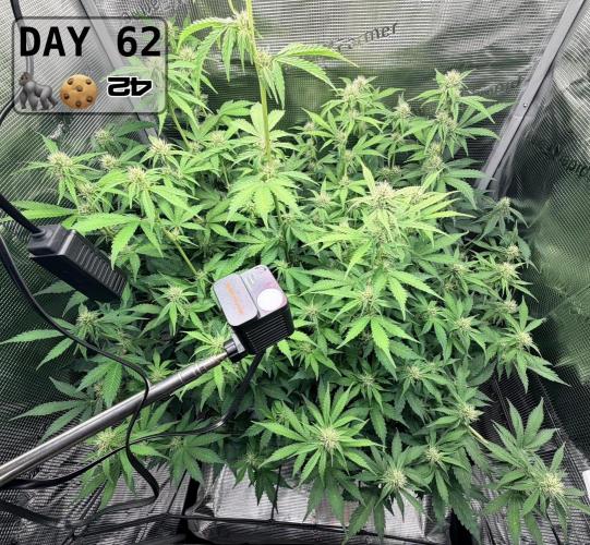 Gorilla Cookies Auto - First grow. Week 8