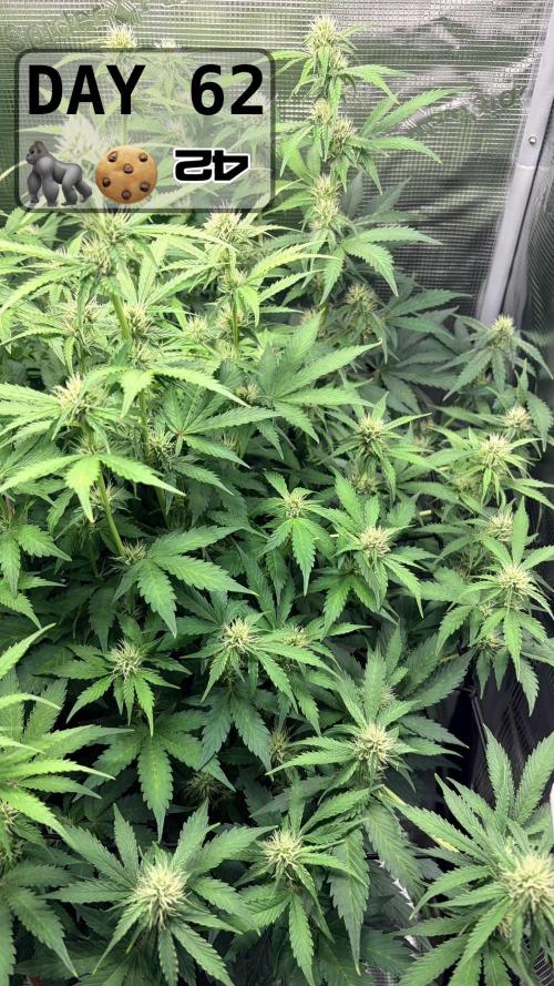 Gorilla Cookies Auto - First grow. Week 8
