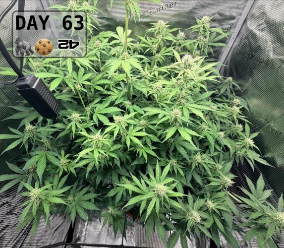 Gorilla Cookies Auto - First grow. Week 8