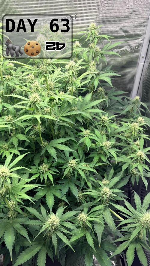 Gorilla Cookies Auto - First grow. Week 8