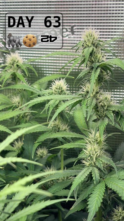 Gorilla Cookies Auto - First grow. Week 8