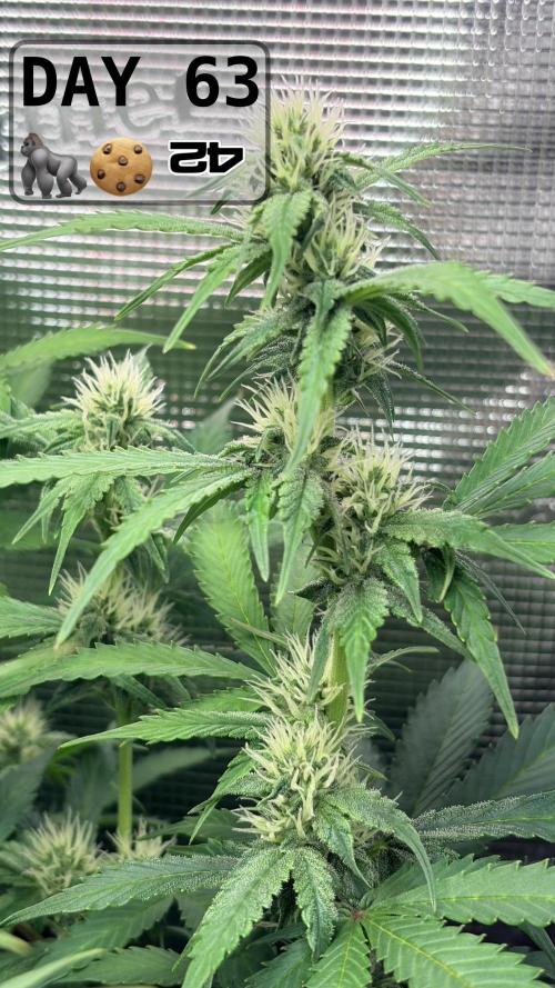Gorilla Cookies Auto - First grow. Week 8
