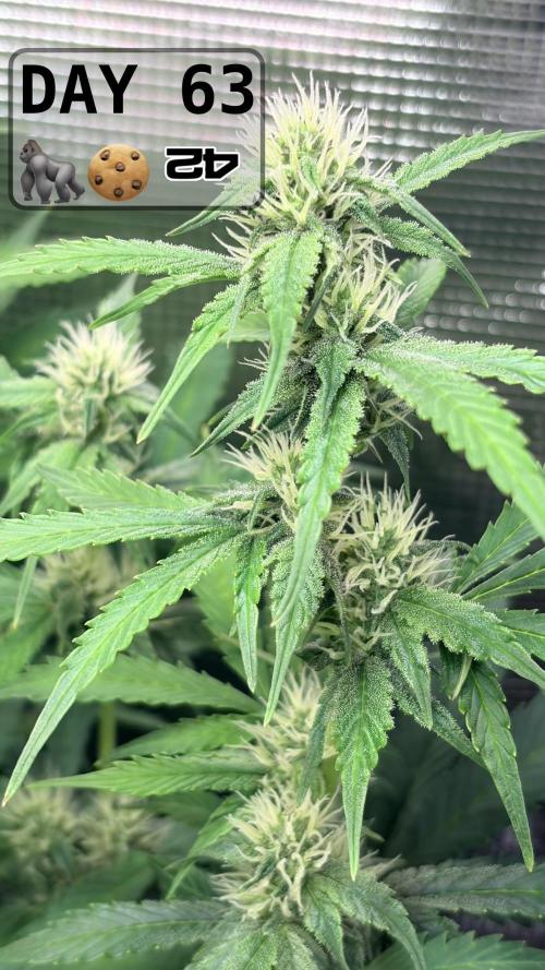 Gorilla Cookies Auto - First grow. Week 8
