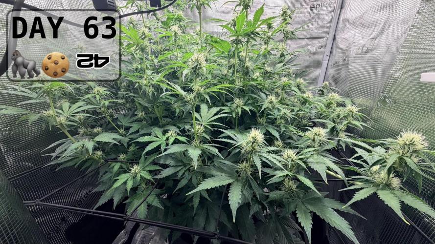 Gorilla Cookies Auto - First grow. Week 8