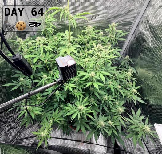 Gorilla Cookies Auto - First grow. Week 9