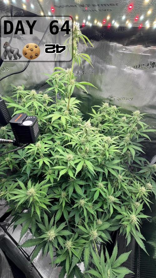 Gorilla Cookies Auto - First grow. Week 9