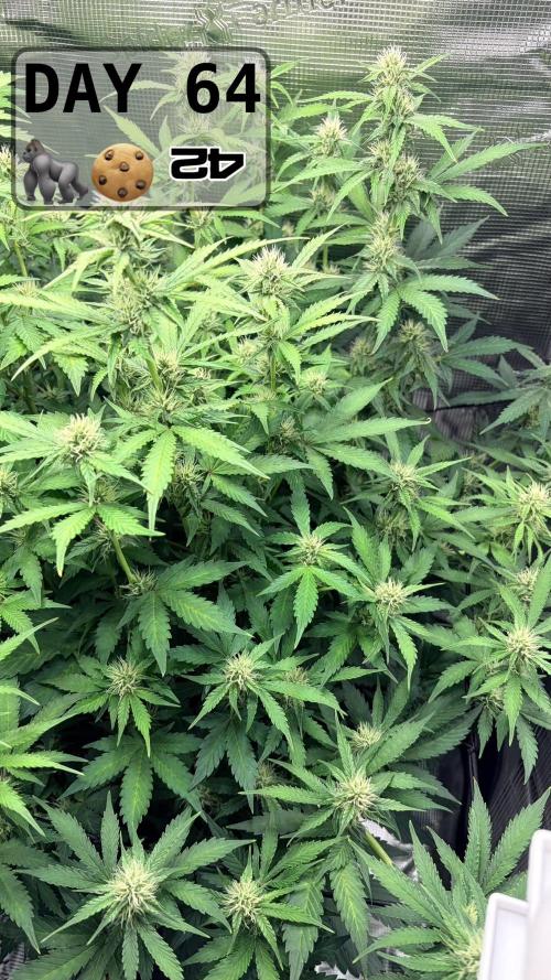 Gorilla Cookies Auto - First grow. Week 9