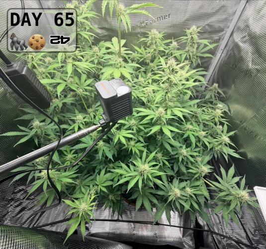 Gorilla Cookies Auto - First grow. Week 9