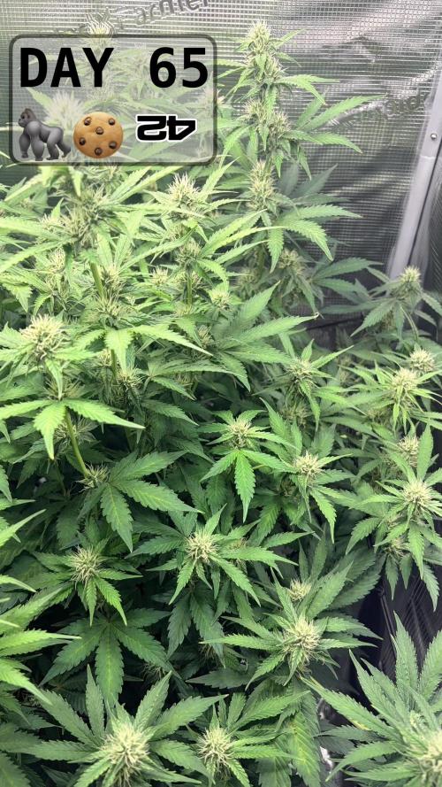 Gorilla Cookies Auto - First grow. Week 9