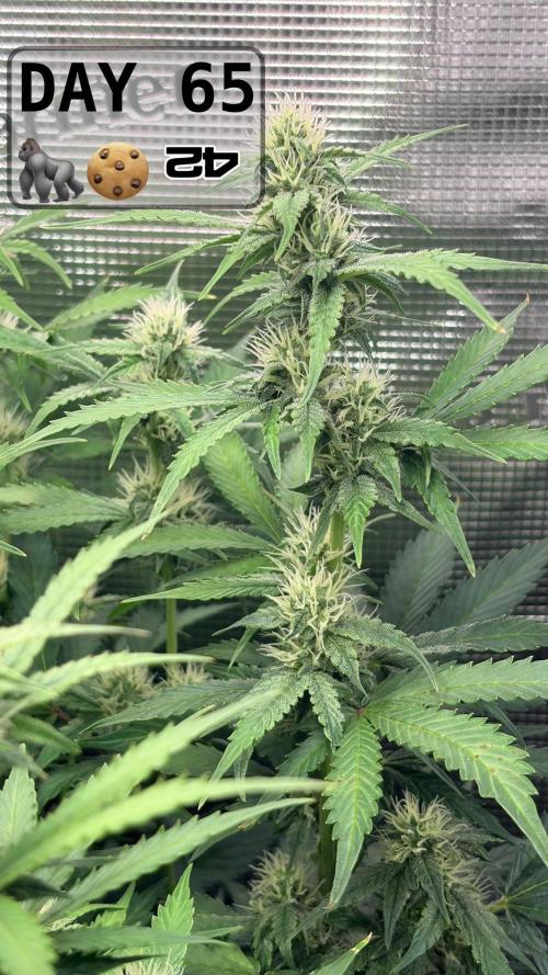 Gorilla Cookies Auto - First grow. Week 9
