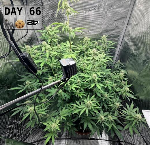 Gorilla Cookies Auto - First grow. Week 9