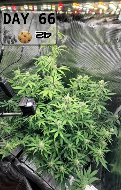 Gorilla Cookies Auto - First grow. Week 9
