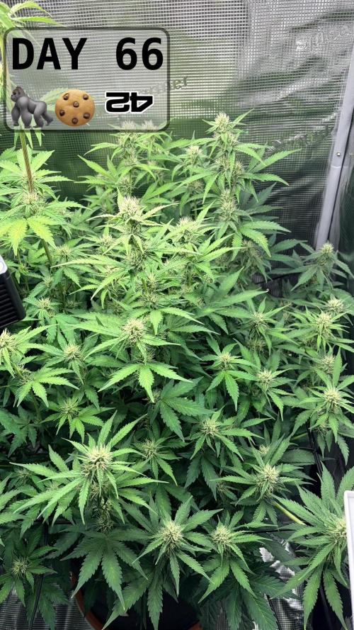 Gorilla Cookies Auto - First grow. Week 9