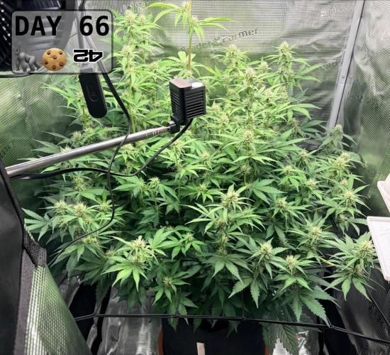 Gorilla Cookies Auto - First grow. Week 9
