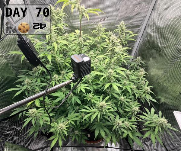Gorilla Cookies Auto - First grow. Week 9