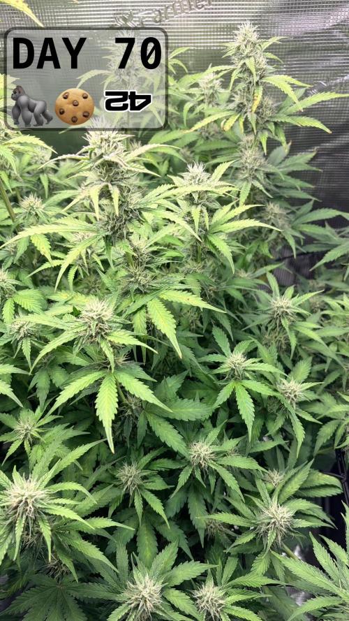 Gorilla Cookies Auto - First grow. Week 9