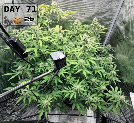 Gorilla Cookies Auto - First grow. Week 10