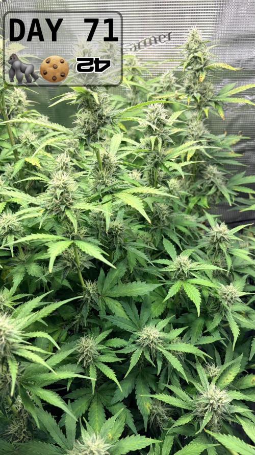 Gorilla Cookies Auto - First grow. Week 10