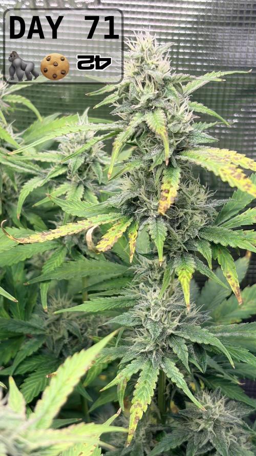 Gorilla Cookies Auto - First grow. Week 10
