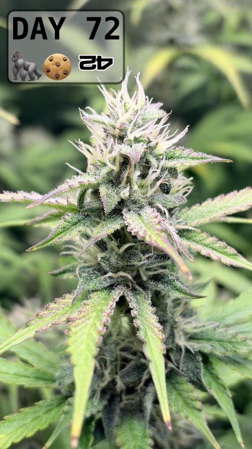 Gorilla Cookies Auto - First grow. Week 10