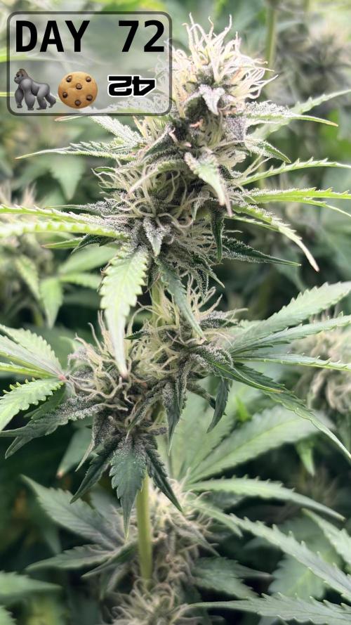 Gorilla Cookies Auto - First grow. Week 10