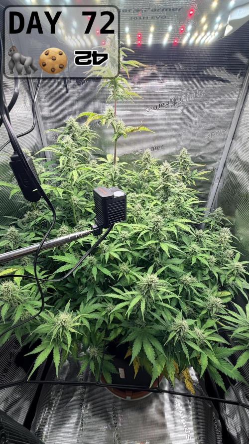Gorilla Cookies Auto - First grow. Week 10