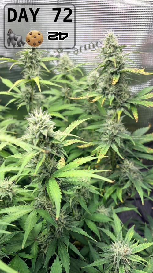 Gorilla Cookies Auto - First grow. Week 10
