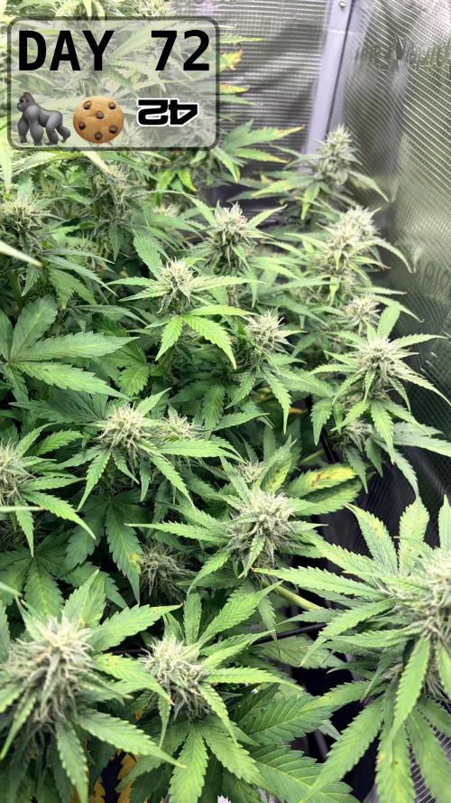 Gorilla Cookies Auto - First grow. Week 10