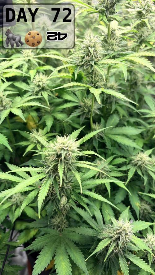 Gorilla Cookies Auto - First grow. Week 10