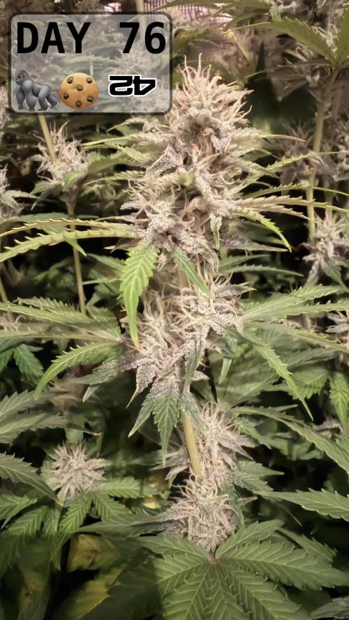 Gorilla Cookies Auto - First grow. Week 10 - Night pic