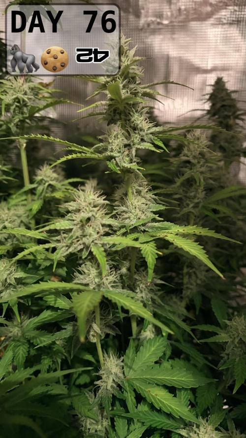 Gorilla Cookies Auto - First grow. Week 10 - Night pic