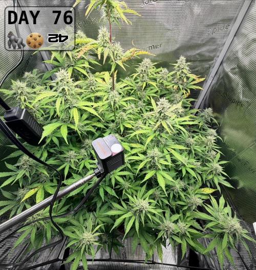 Gorilla Cookies Auto - First grow. Week 10