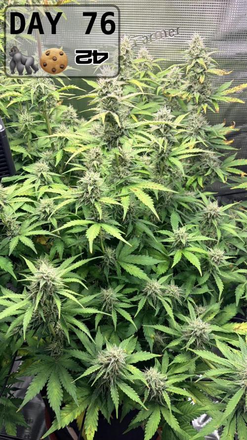 Gorilla Cookies Auto - First grow. Week 10