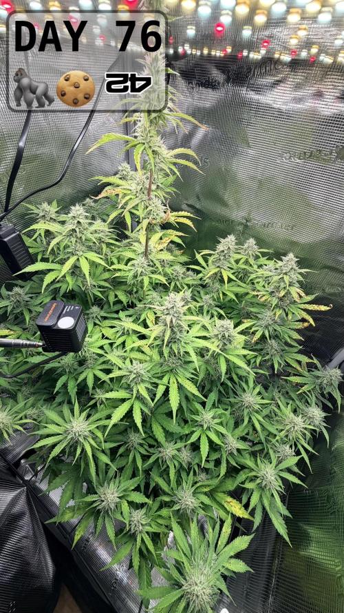 Gorilla Cookies Auto - First grow. Week 10