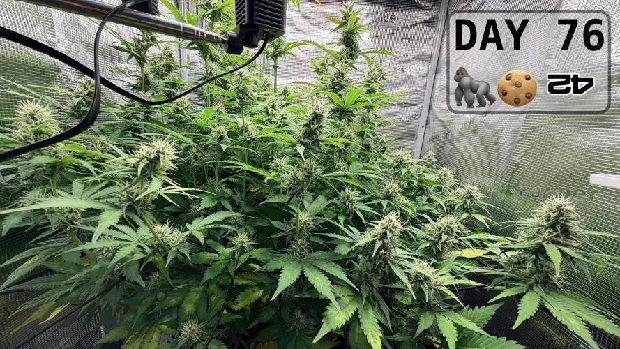Gorilla Cookies Auto - First grow. Week 10