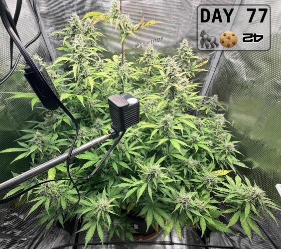 Gorilla Cookies Auto - First grow. Week 10
