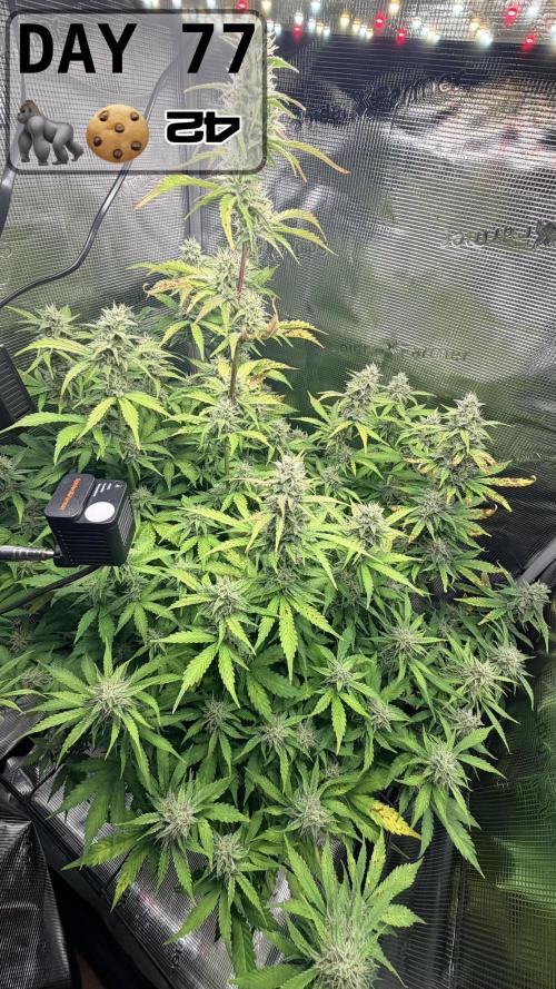 Gorilla Cookies Auto - First grow. Week 10