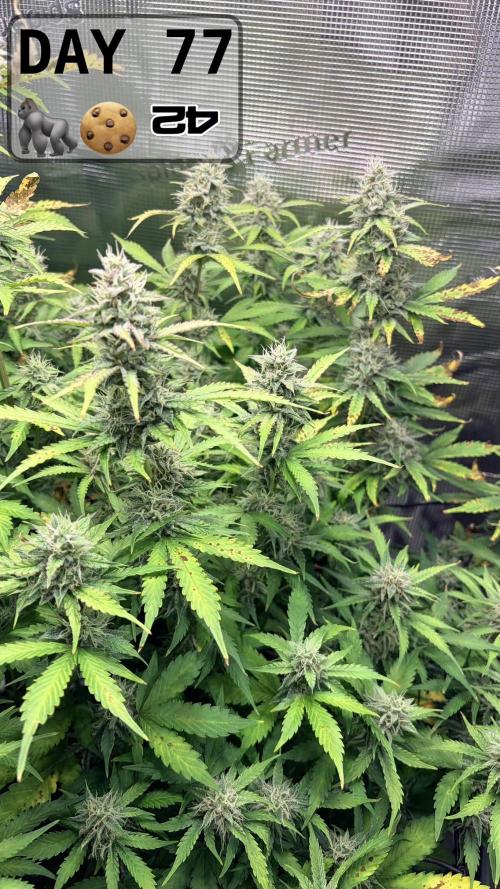 Gorilla Cookies Auto - First grow. Week 10