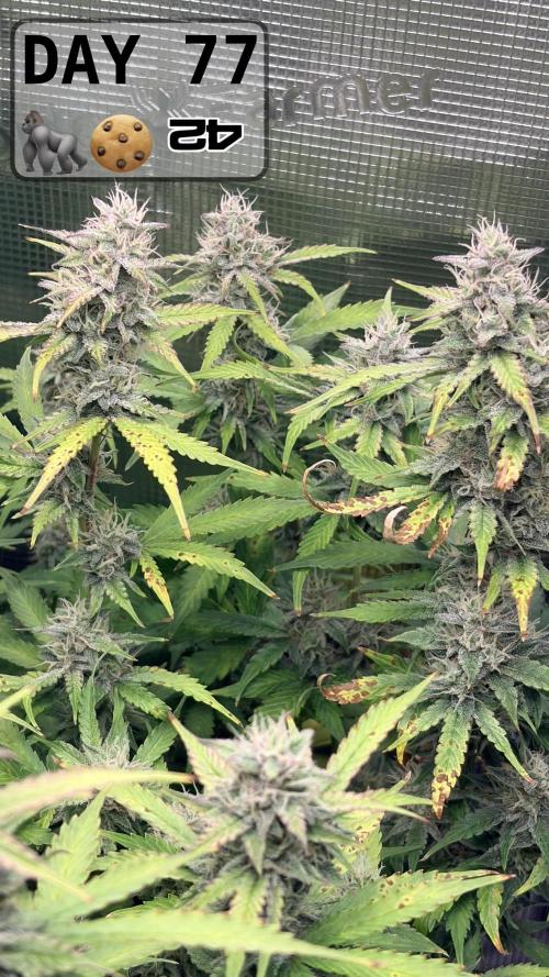Gorilla Cookies Auto - First grow. Week 10