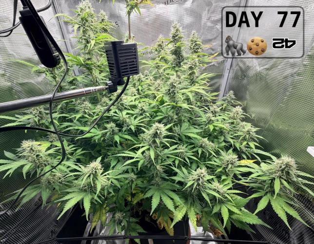 Gorilla Cookies Auto - First grow. Week 10