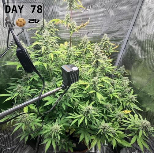Gorilla Cookies Auto - First grow. Week 11
