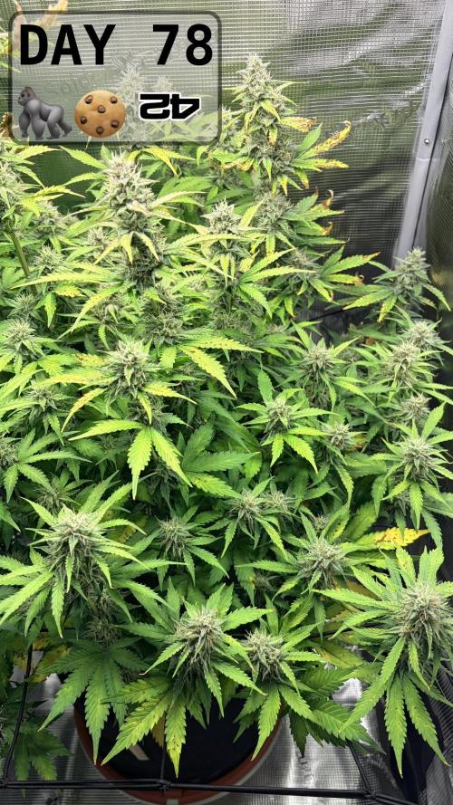 Gorilla Cookies Auto - First grow. Week 11