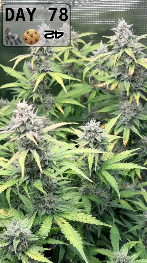 Gorilla Cookies Auto - First grow. Week 11